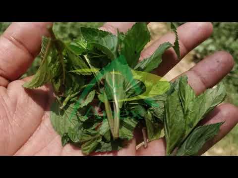 Peppermint dry leaves, packaging type: bag, pack size: 10 kg...