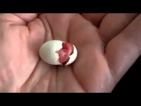 comment trouver le nom d'un oiseau