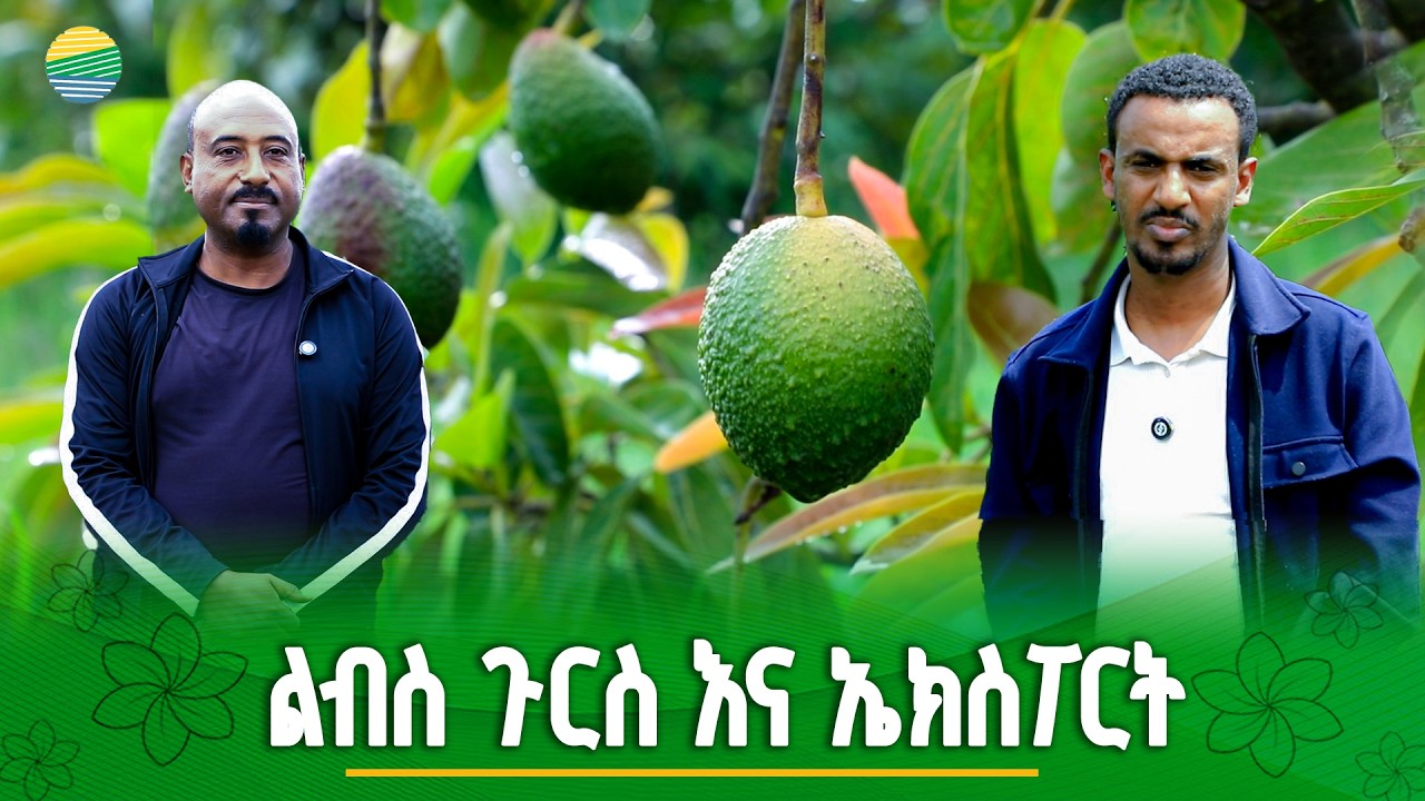 ልብስ፣ጉርስና ኤክስፖርት