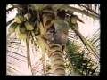 Sesame Street A Boy Climbs On A Coconut Tree