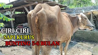 Download lagu Characteristics of thin, pregnant cows 5-6 months old mp3
