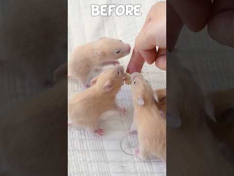 Let's GROW!!!!! #hamster #kumaqq #pets #animals #funny