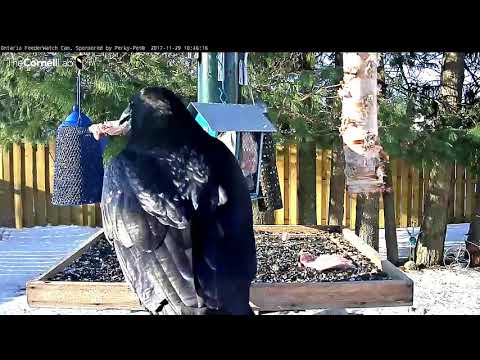 Common Raven Snags Slice Of Deer Fat – Nov. 29, 2017