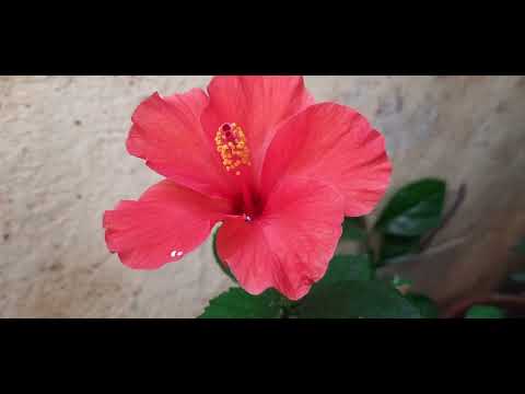 Jaswanti flowers 💐