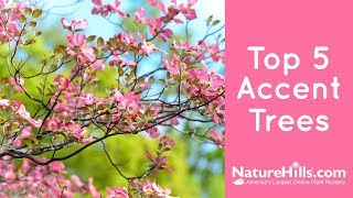 Top 5 Accent Trees | NatureHills.com