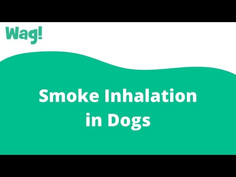 Smoke Inhalation in Dogs | Wag!