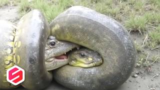 Download lagu BUAYA HANYA JADI SANTAPAN BUAT HEWAN INI , ini 7 Pertarungan Binatang paling Brutal mp3