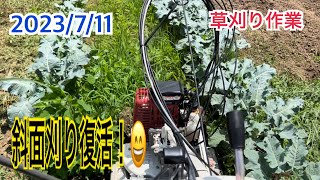 草刈り・斜面刈り復活！野菜苗の状況畑の状況など