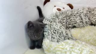 ブリティッシュショートヘアの動画01