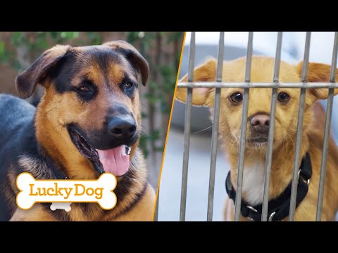 Big Hearts, Big Lessons: Teaching Shelter Dogs Safety and Obedience | Lucky Dog