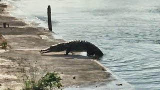CROCODILES IN CANCUN!