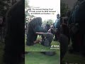DESHAE FROST FIGHTS GORILLAS ️ Gorilla Deshaefrost Twitch