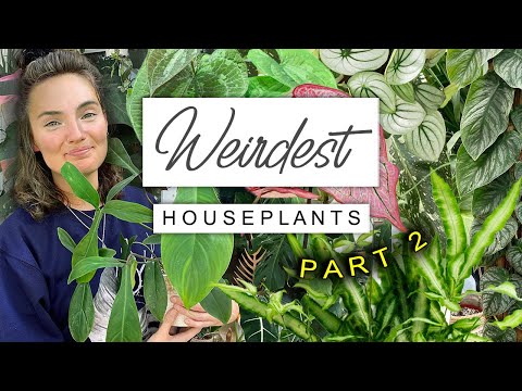 WEIRD (But Amazing) Houseplants PART 2 🌱 Top 10 Weirdest Cool Plants 😎