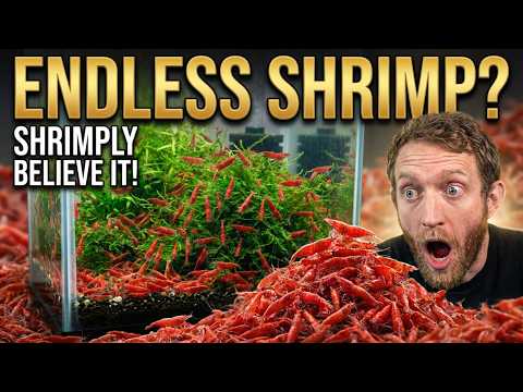 Endless Shrimp? Shrimply Believe It!