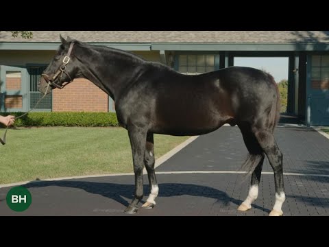 ICONS: Medaglia d'Oro