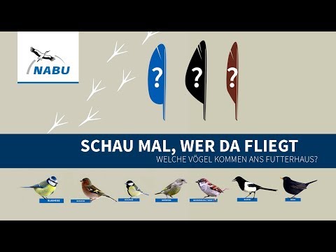 Top 10: These birds come to the bird feeder