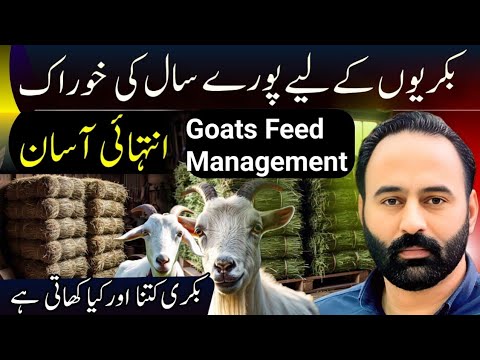 Goats feed managment, type of feed, daily feed quantity per goat complete information | goat farming