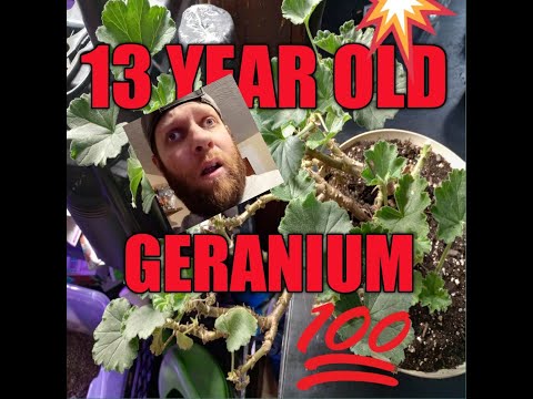 Introducing My Beautiful 13 Year Old Geranium!