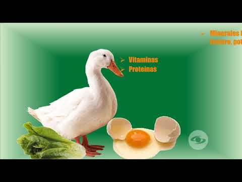 , title : 'Producción orgánica de huevo de pata - La Finca de Hoy'