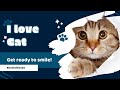 The Moment Cute Cats Fainted لحظاتی با گربه های ناز