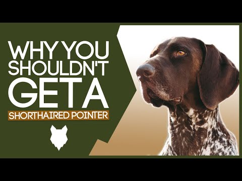 YouTube video about Where to Adopt or Buy a German Shorthaired Pointer