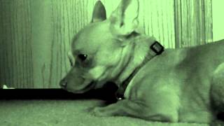 Calvary Scars- Deerhunter