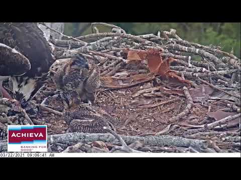 Achieva Osprey Cam 22.03.2021 08:55