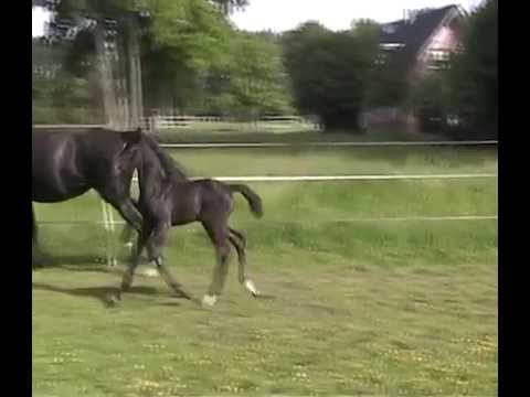 Livaldon x De Niro x Weltmeyer - colt Limited Edition