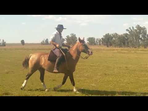 Lote NATIVA RETOBADA