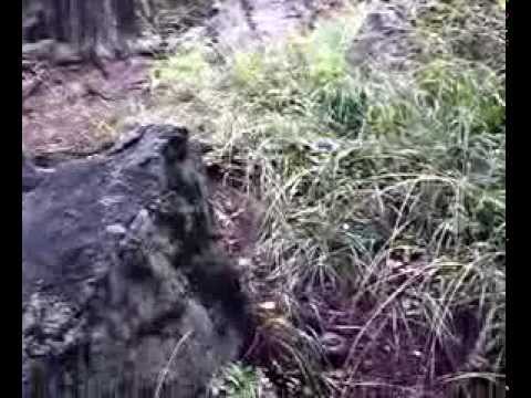 Puu Video 17. ‎elokuu‎ta ‎2008