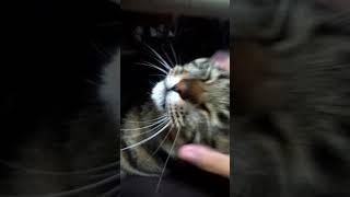 猫を撫でまくるだけの動画