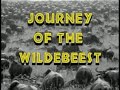 National Geographic S Really Wild Animals Journey Of The Wildebeest 1996 HQ