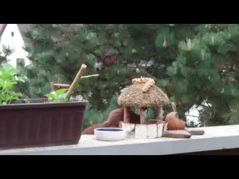 Die Eichhörnchen-Bande