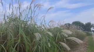 대백제전 부여가볼만한곳