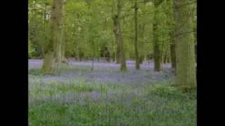 Ralph Vaughan Williams - Linden Lea (Ian Bostridge)