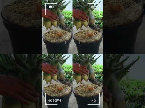 Das Adenium. Wüstenrose. Dünger. Gartenarbeit. Blume. Bonsai. Zimmerpflanze.