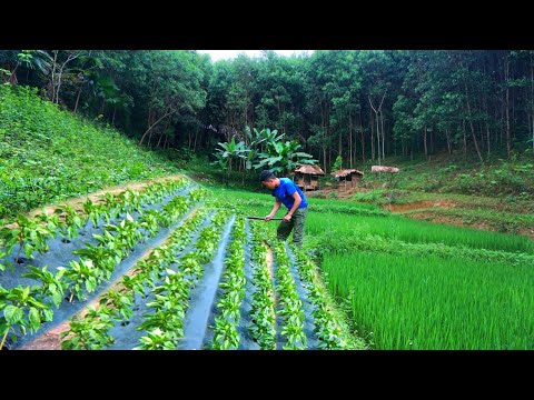 Building life / build a new garden, grow peppers in the garden after a heavy rain
