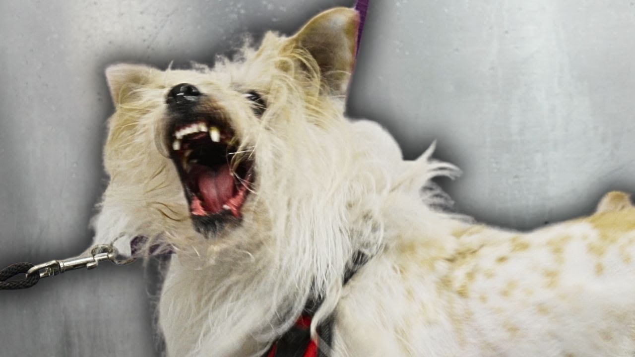 This is the most aggressive dog I've ever touched 😐