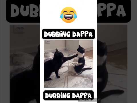 Eruma Maadooo 🤣 #funny #cat #shorts #cats #shortsfeed #catshorts #catlover #catvideos #funnyanimals