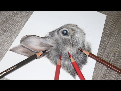 How to Draw a Rabbit in Colored Pencils