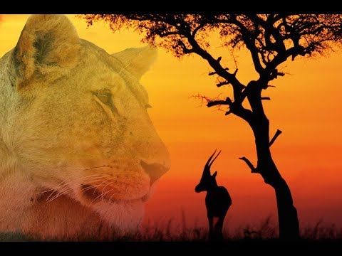 DIAMIR Tansania Reise-Höhepunkt