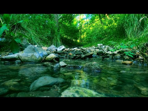 Birds singing in the Green Forest, forest stream, sounds of nature sleep/relaxation/study/asmr