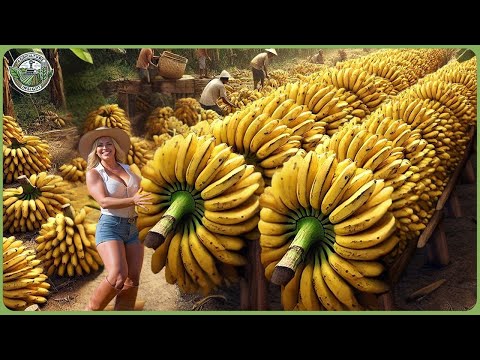 How Billions of Bananas Are Transported & Processed - Massive Banana Chips Factory