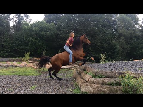 Extreme Trail Pauwels - freies Reiten