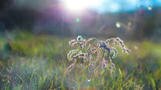 Silvio Rodríguez - Qué signo lleva el amor [Seudovideo/Mejor Audio]