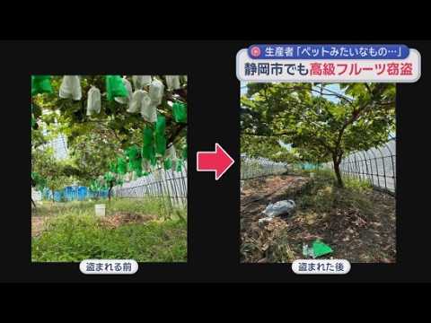YouTube Video 「防犯カメラを設置したり、そういうことに労力を費やすこと自体が嫌」　静岡市でシャインマスカットが盗まれる　静岡県内で相次ぐ高級フルーツの窃盗被害
