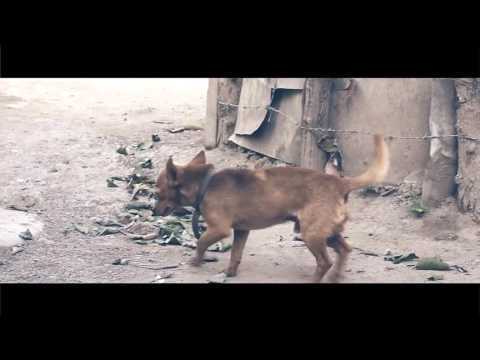 El Pote - Delincuente Sin Pai' Ni Mai' (Vídeo Oficial) Dir.