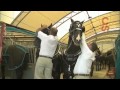 Roving Reporter Draft Horse Town