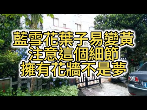藍雪花葉子易變黃？注意這個細節，擁有花牆不是夢（English-Chinese subtitles）#花园 #花園