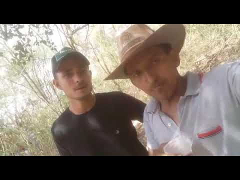 Toada do boi bandido!